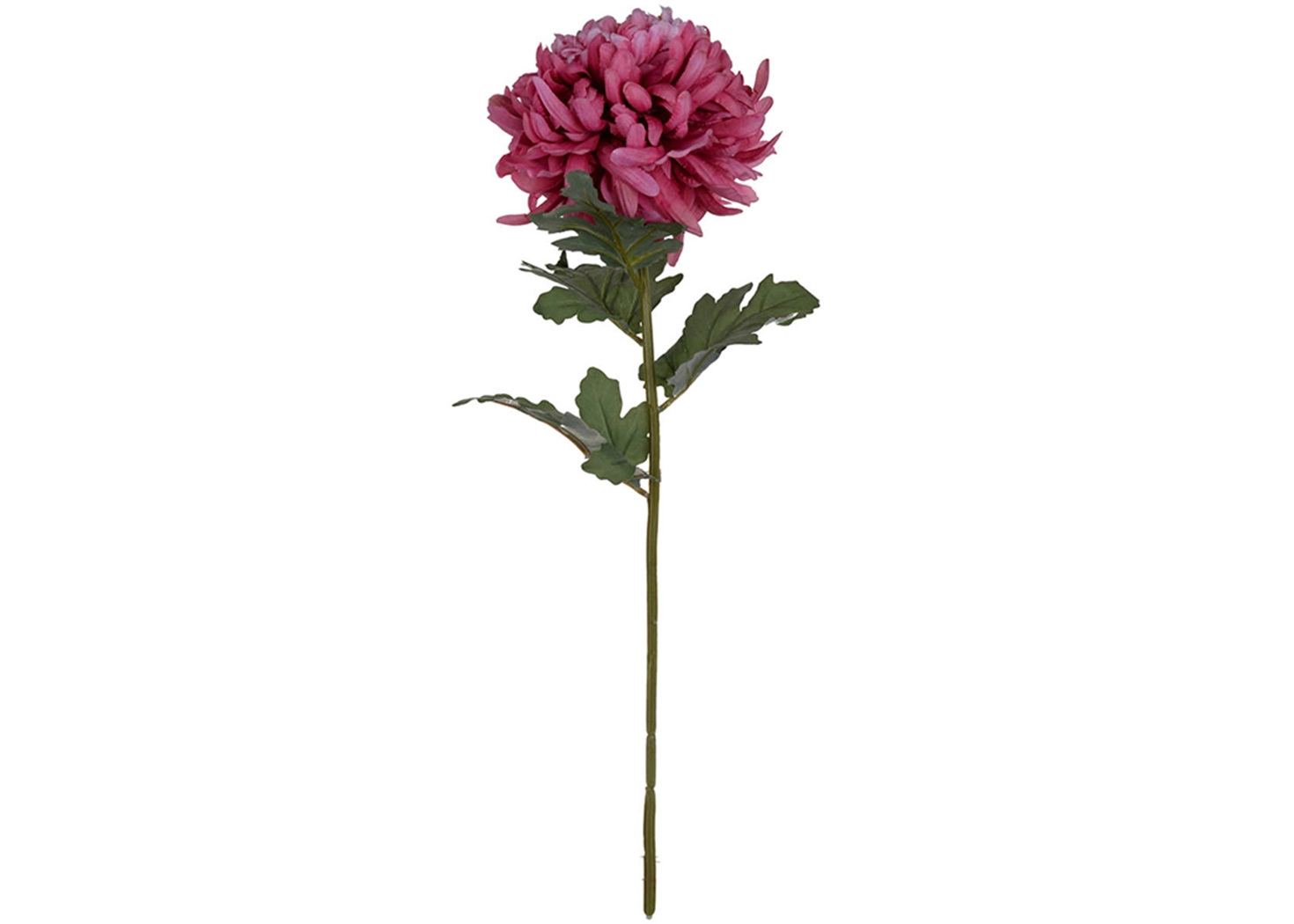 CHRYSANTHEMUM STEM (AA29580)