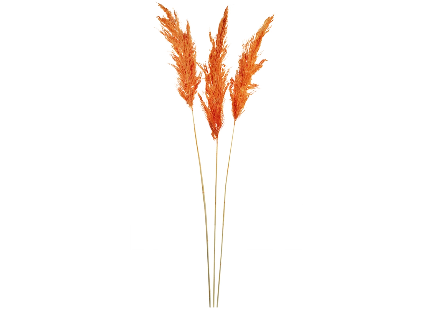 DRIED PAMPASS GRASS BUNDLE (411868-RTOR-AB)