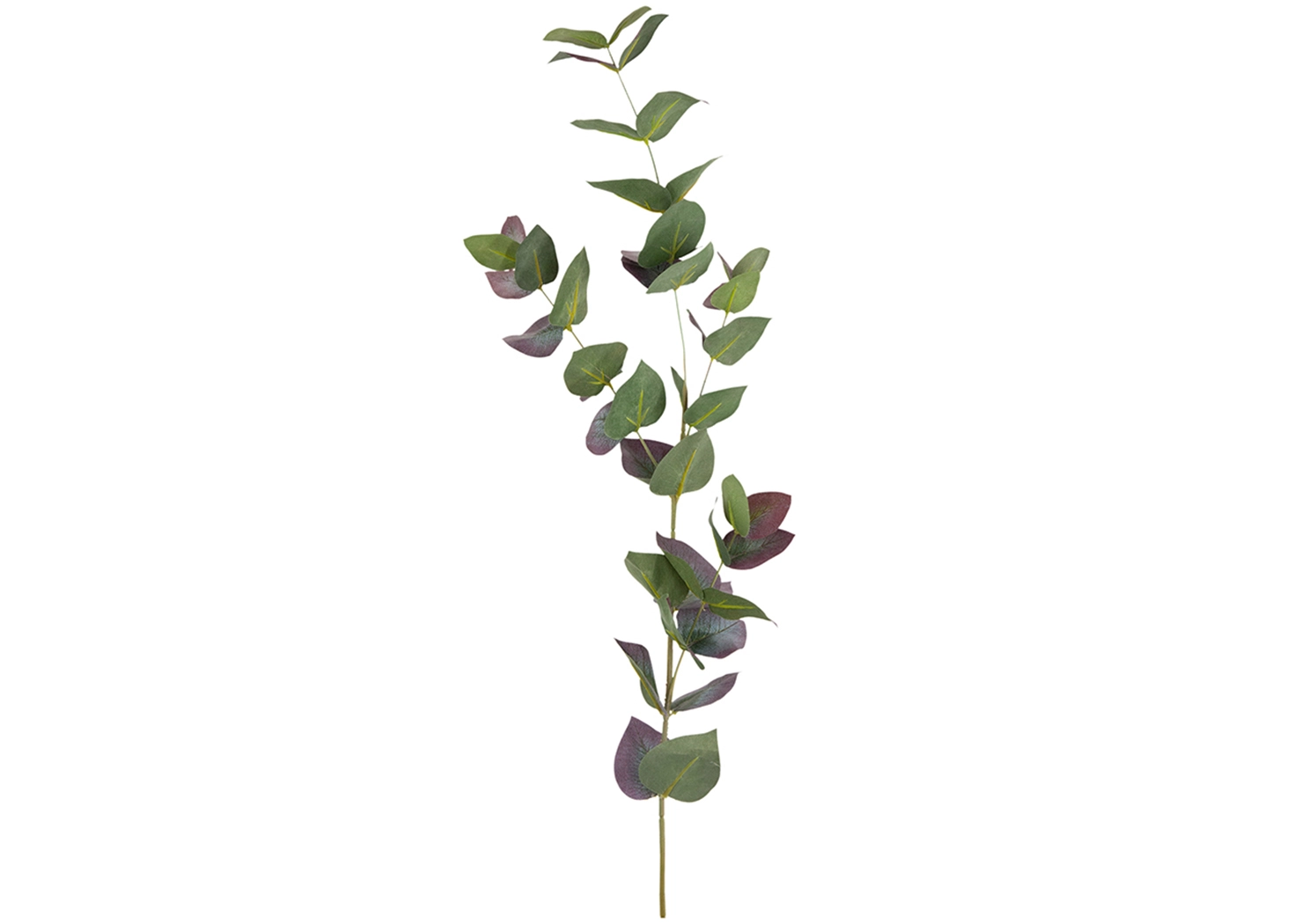 EUCALYPTUS (AA29585)