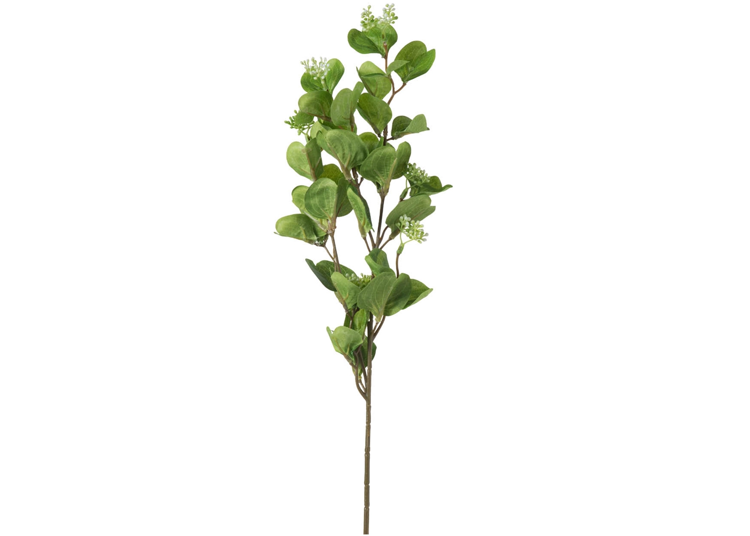 EUCALYPTUS (F4617)