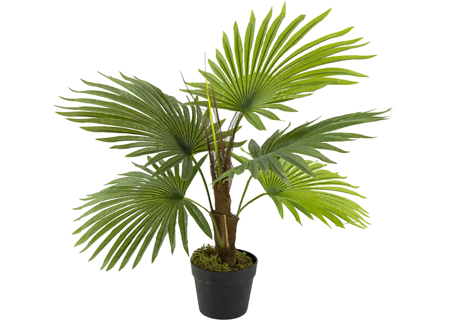 FERN TREE (SA11853-AB)