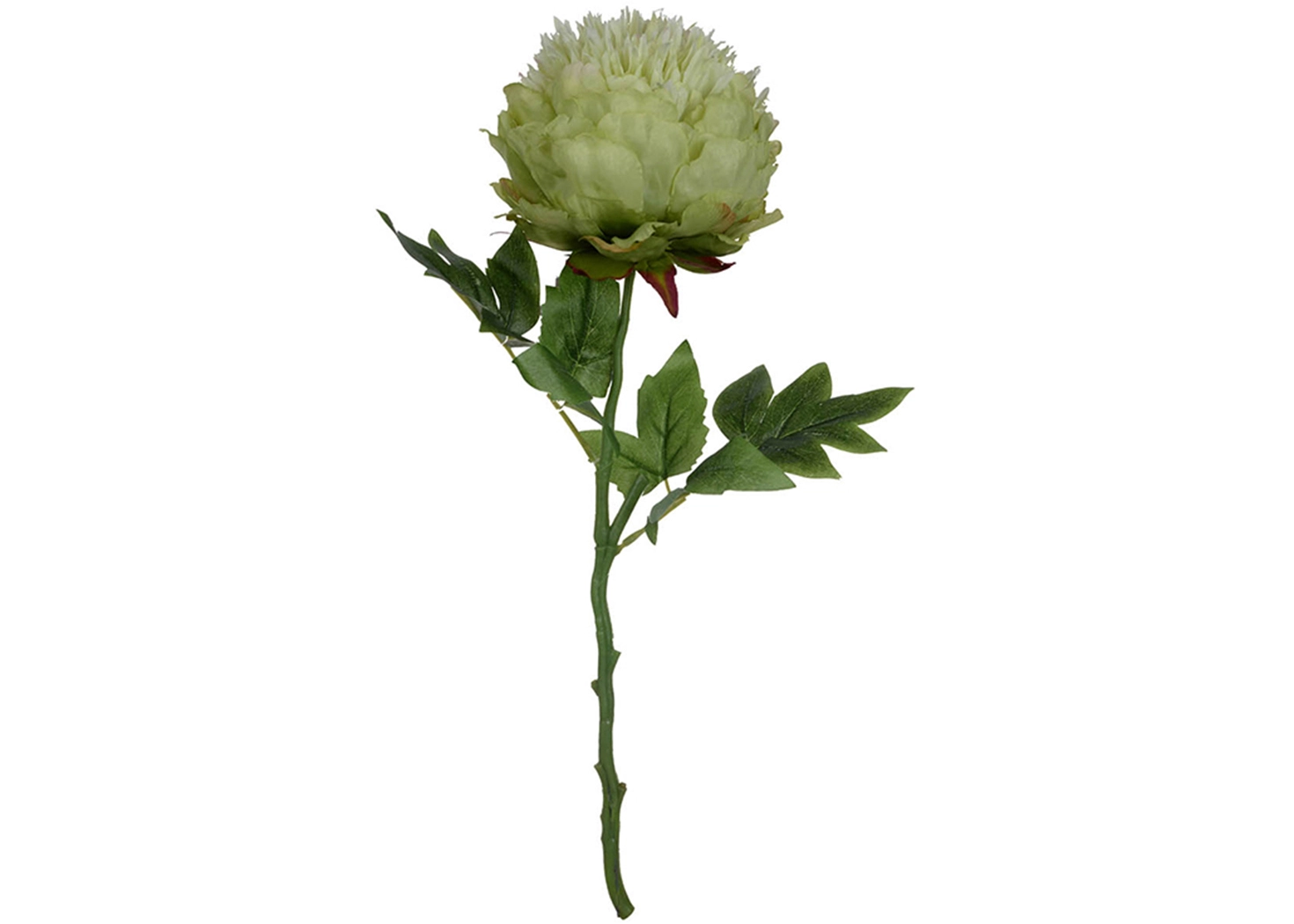 GREEN CREAM PEONY (AA29583)