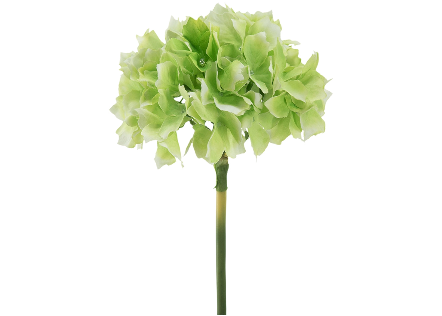 GREEN HYDRANGEA PLANT (58148-GREE)