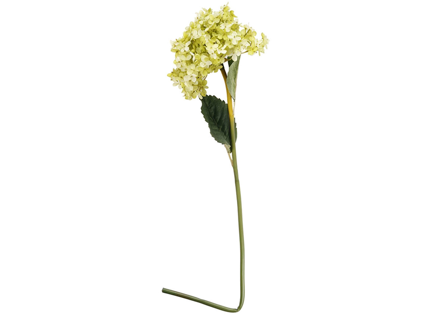 HYDRANGEA PLANT (1984-NEGR)