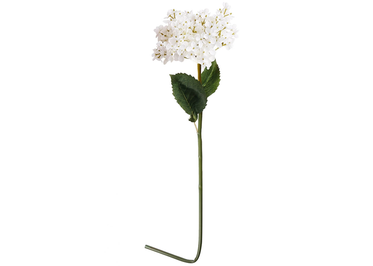 HYDRANGEA PLANT (1984-WHIT)