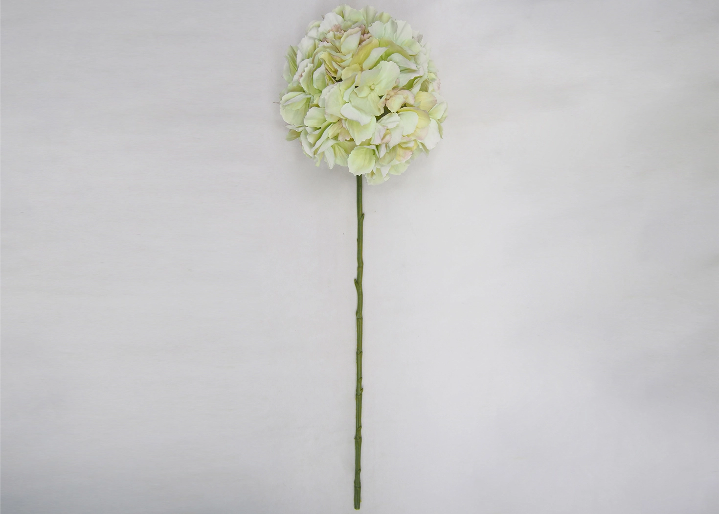 HYDRANGEA STEM- GREEN BLUSH (PHDFLW22002)
