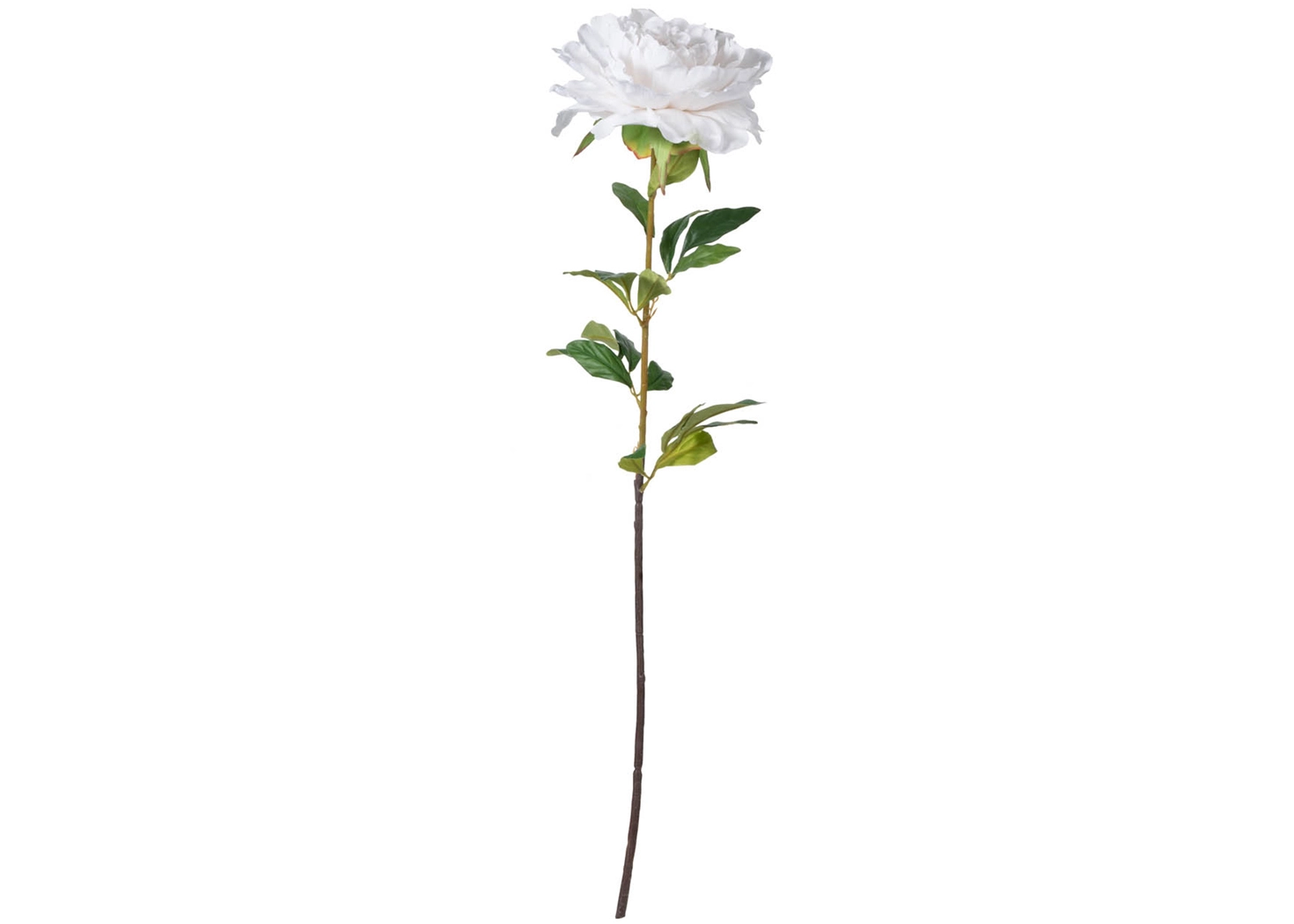 PEONY STEM (F4685-WHIT)