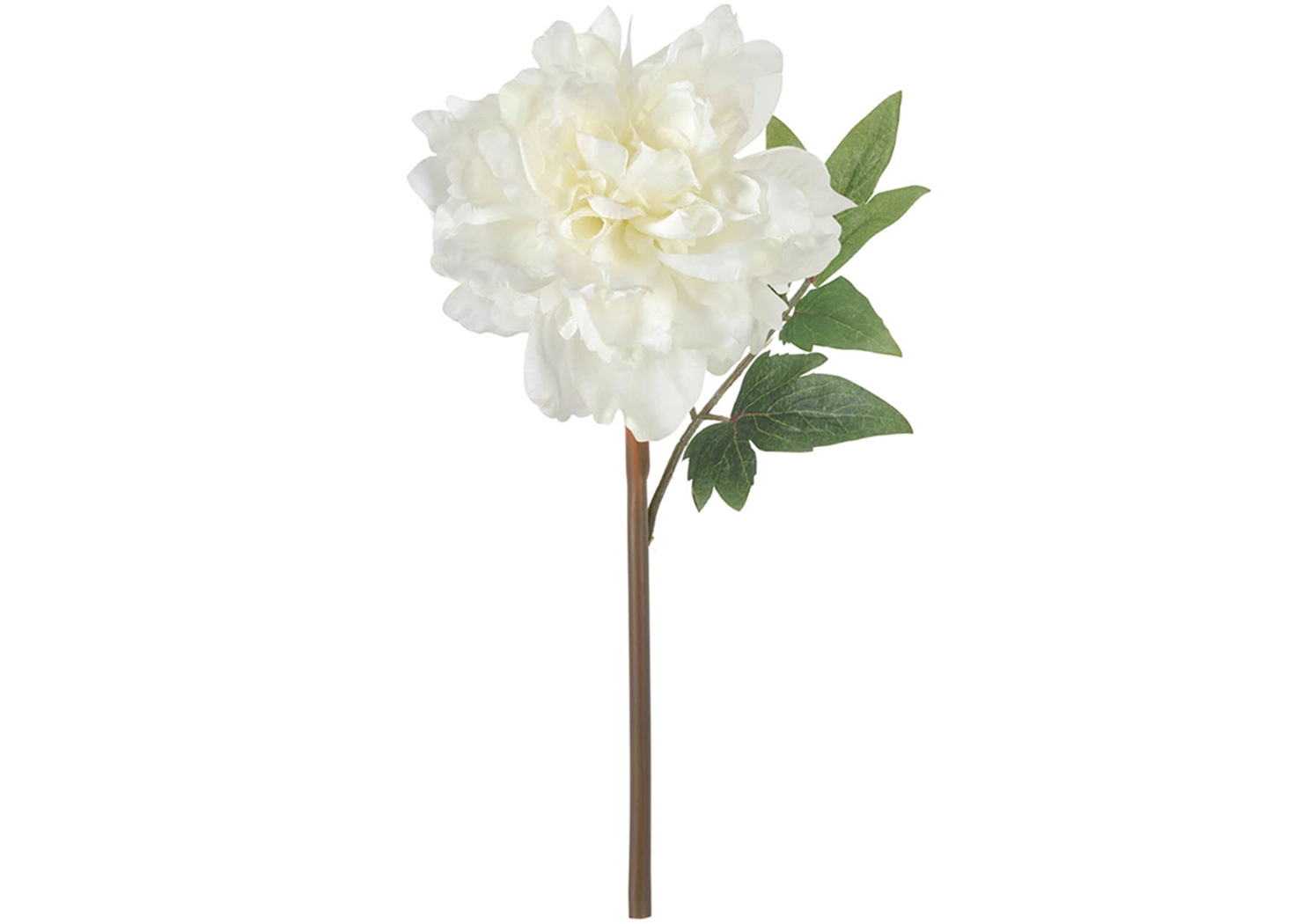 WHITE PEONY (59997-CGRE)