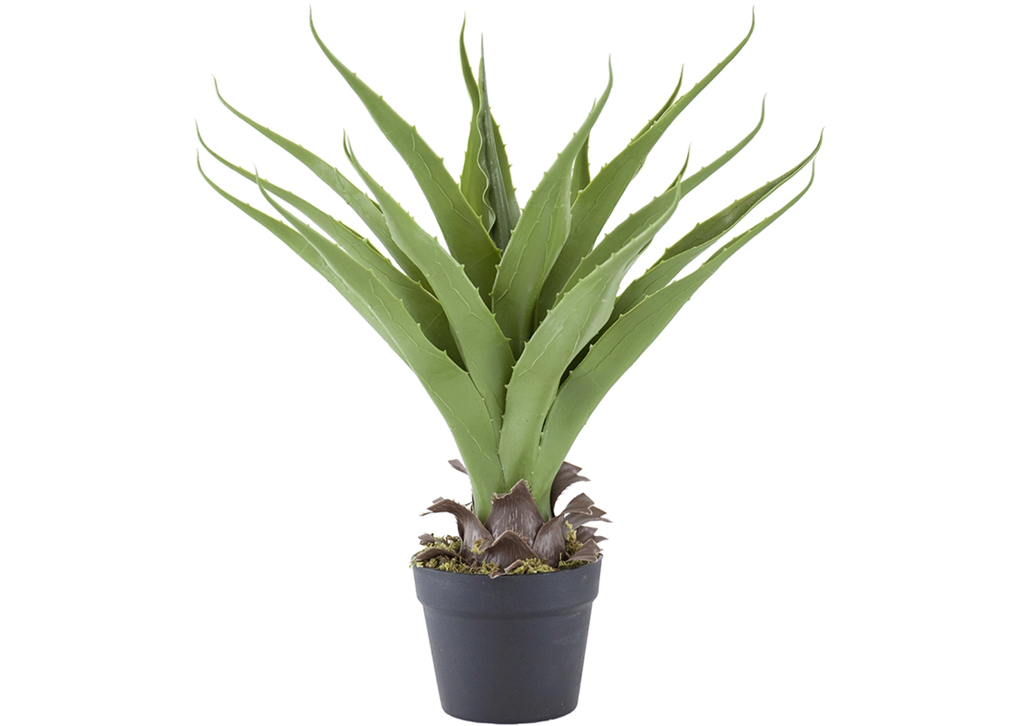 YUCCA PLANT (420021-AB)